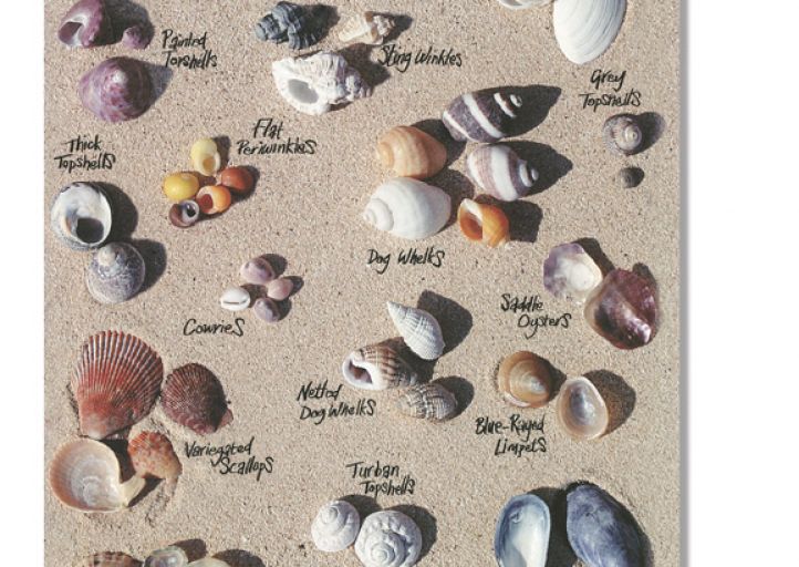 Shells Card