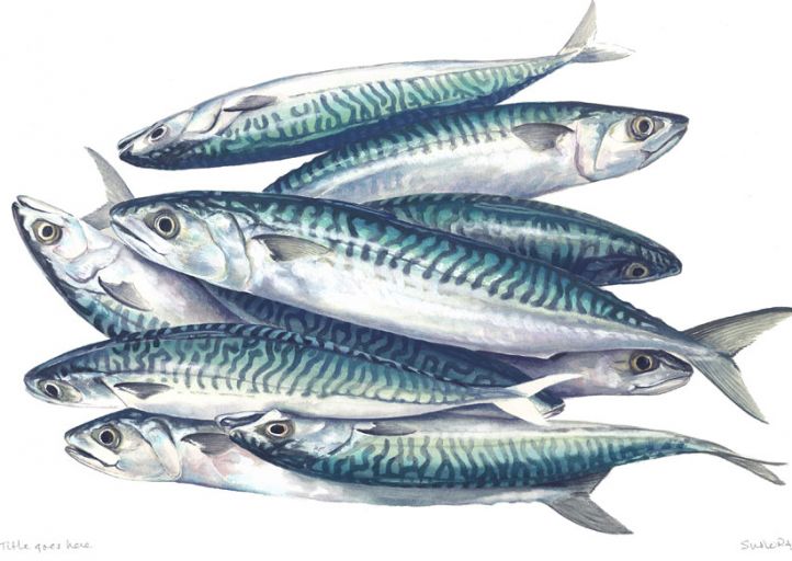 Cornish Mackerel in Water Colour print by local Padstow artist Susie Ray